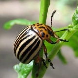 Kako otrovati koloradsku bubu na krompiru